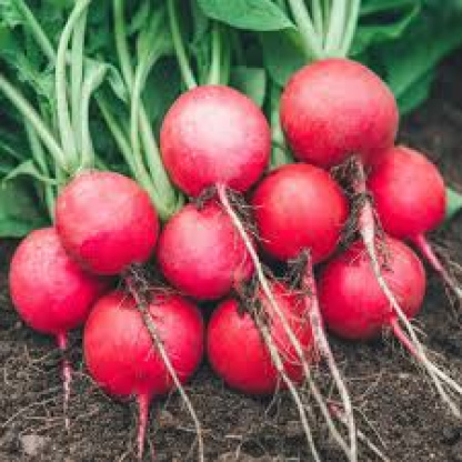 Radish bunch