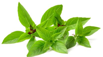 Thai Basil 0.5