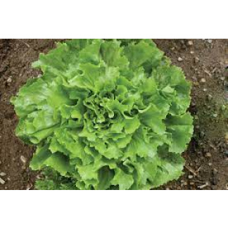 Chicory