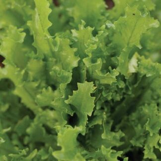 Curly endive