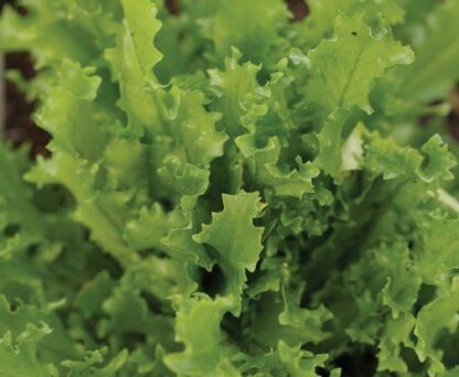 Curly endive