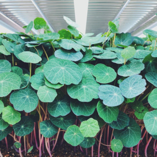 Nasturtiums micro