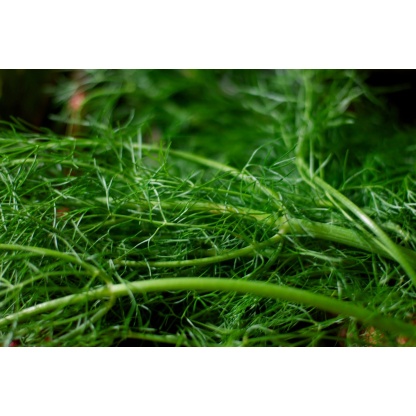 Fennel Fronds