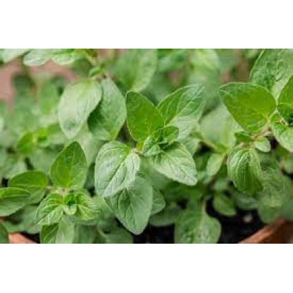 Oregano 0.5