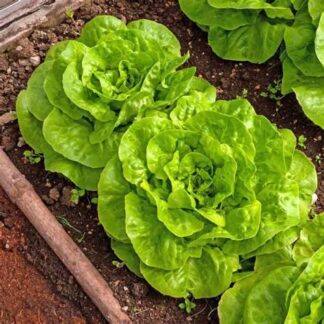 Butter lettuce