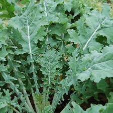 Kale