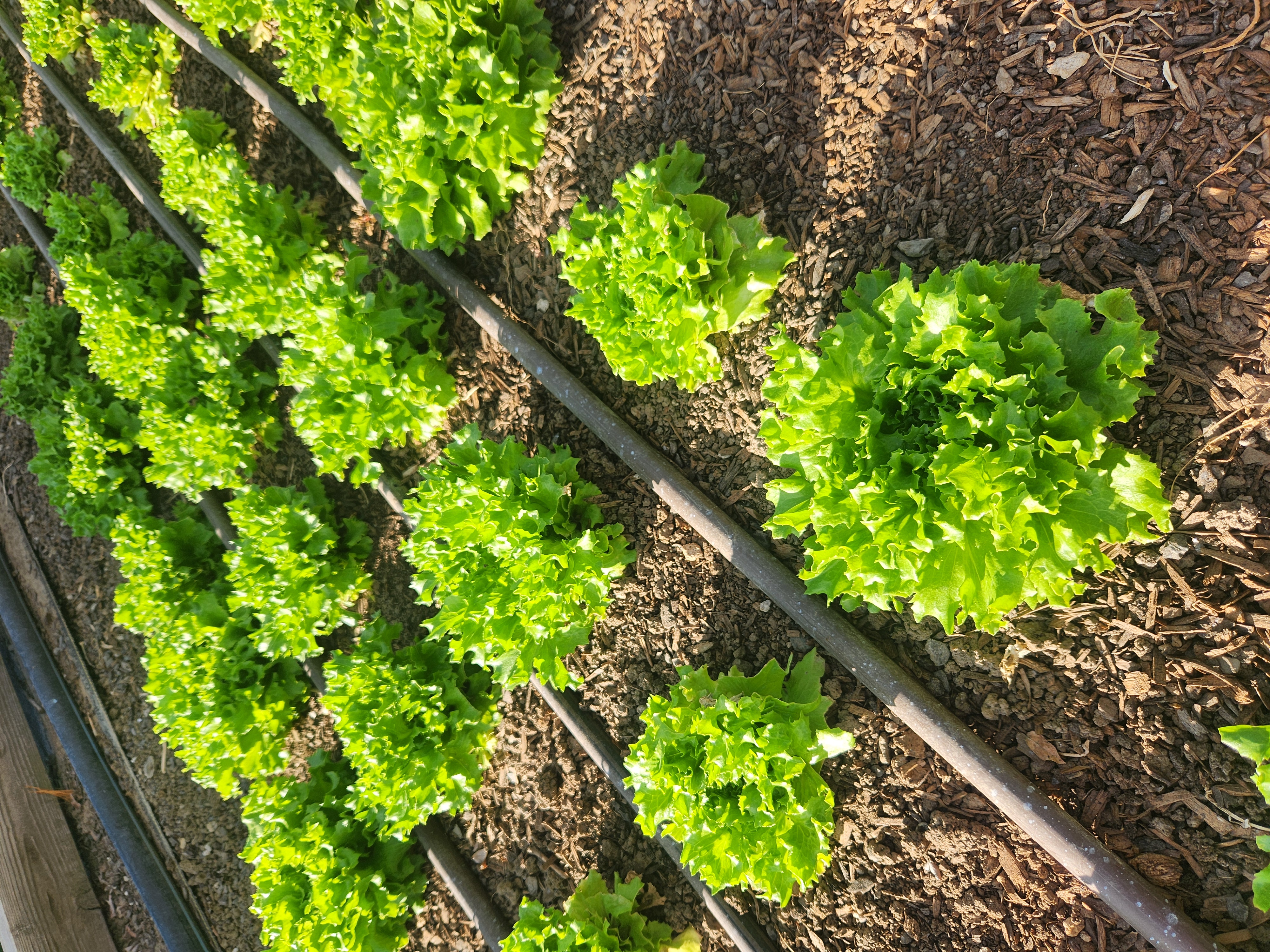 Fresh lettuce growing at Pleasant Hills Farm
