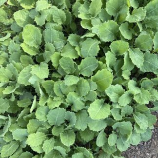 Collards