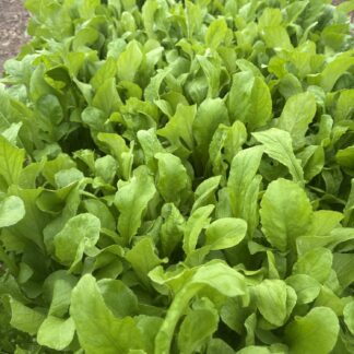 Arugula