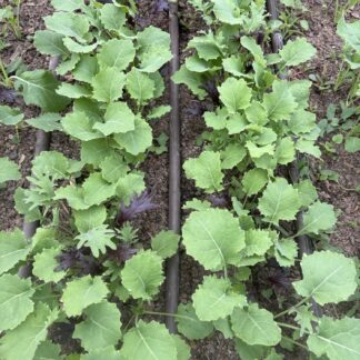 Kale